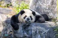 Panda géant