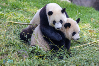 Panda géant