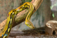 Python réticulé