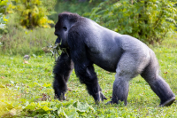 Gorille des plaines de l'Ouest