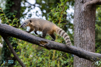 Coati roux