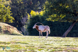 Oryx algazelle