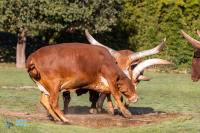 Watusi