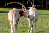 Oryx algazelle