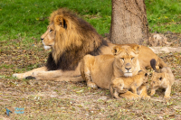 Lion - lionne - lionceaux