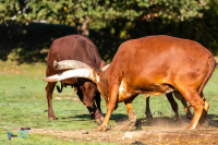 Watusi