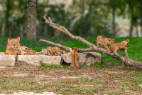 Lion - lionne - lionceaux