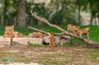 Lion - lionne - lionceaux