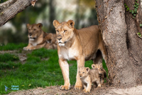 Lion - lionne - lionceaux