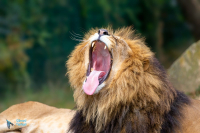 Lion - lionne - lionceaux