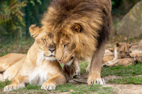 Lion - lionne - lionceaux