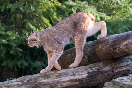 Lynx du Canada.