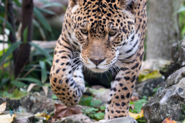 Jaguar.