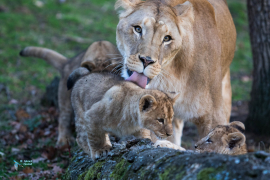 Lionne et lionceaux