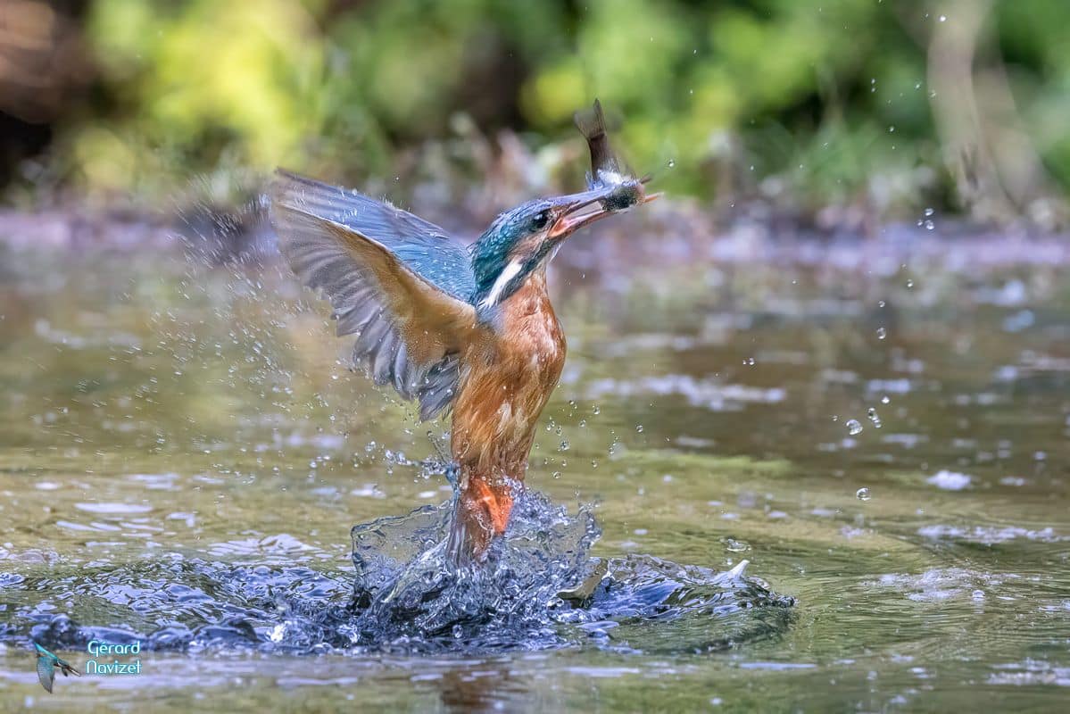 Martin-pêcheur d'Europe
